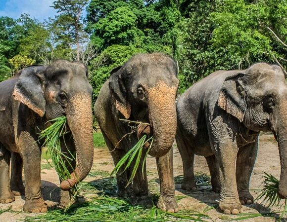 Ao Nang Elephant Sanctuary Half-Day Tour