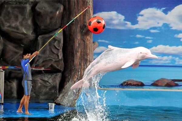 Pattaya dolphin show