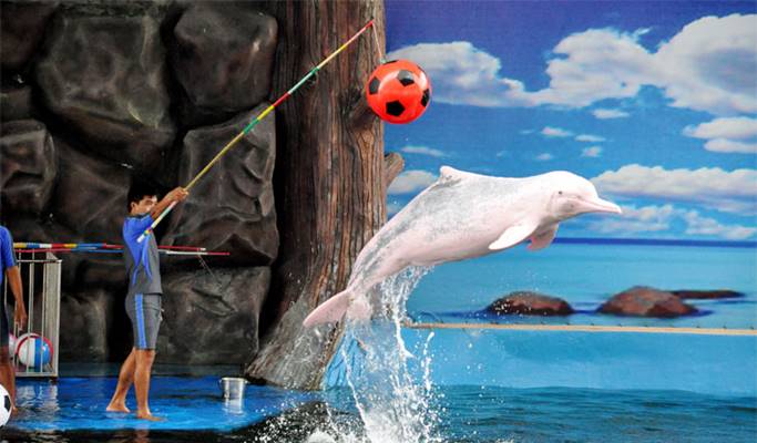 Pattaya dolphin show